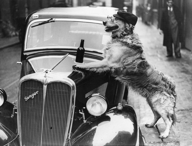 Illustration for article titled Vintage Photos Reveal Century-Long Obession with Dressing Up Pets